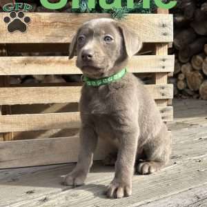 Shane, Silver Labrador Retriever Puppy